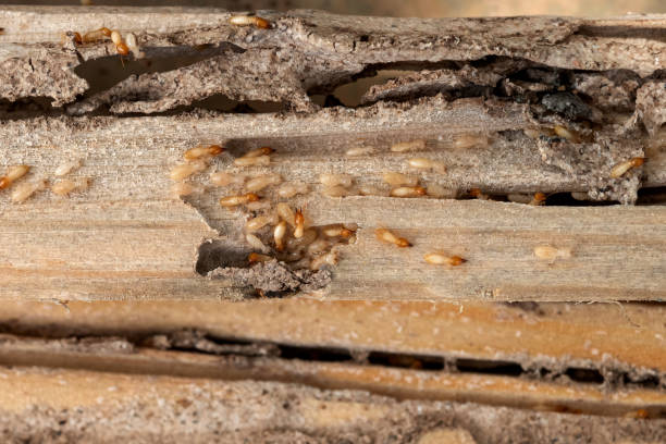 Best Best Pest Control Companies  in Welcome, NC